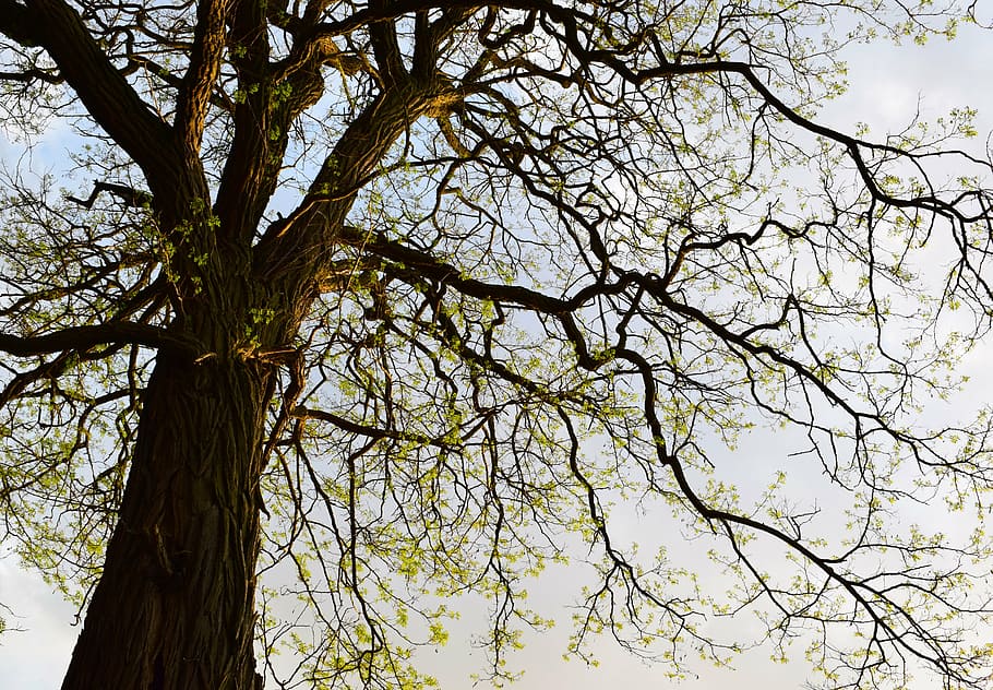 tree, spring, nature, sky, park, living nature, autumn, trees HD wallpaper