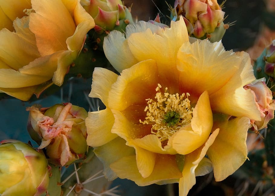 Prickly Pear, Cactus, Bloom, Yellow, flower, desert, close-up HD wallpaper