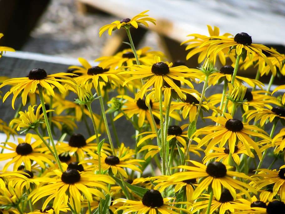 Yellow Flowers in Garden, black, blur, focus, sun, Nature, Spring HD wallpaper