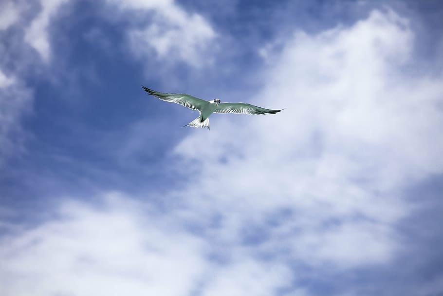 bird soaring under cloudy sky, common tern, flight, tropical, HD wallpaper