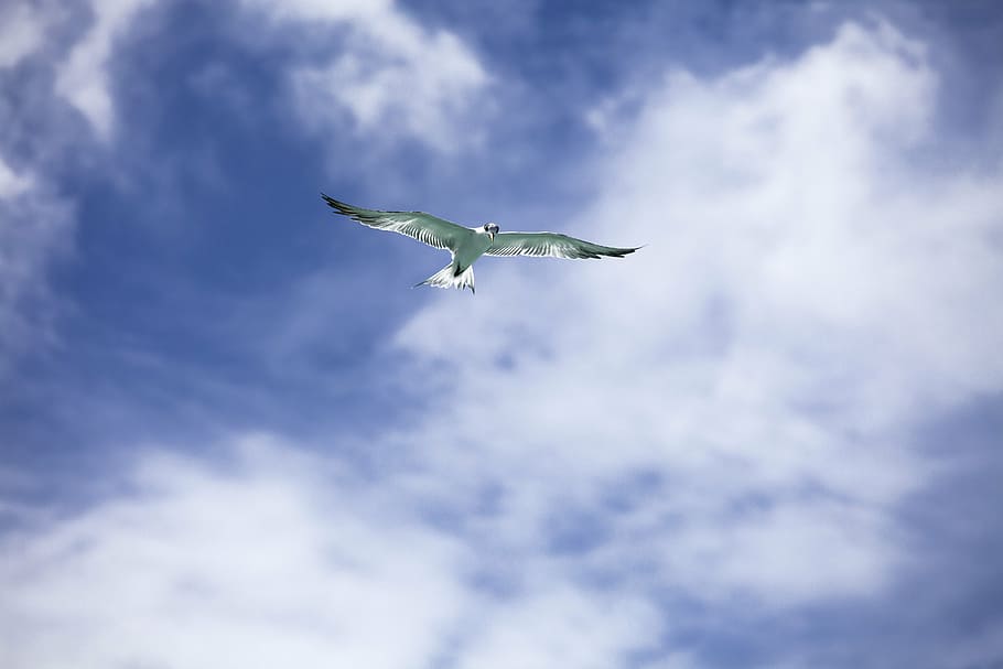 bird soaring under cloudy sky, common tern, flight, tropical HD wallpaper