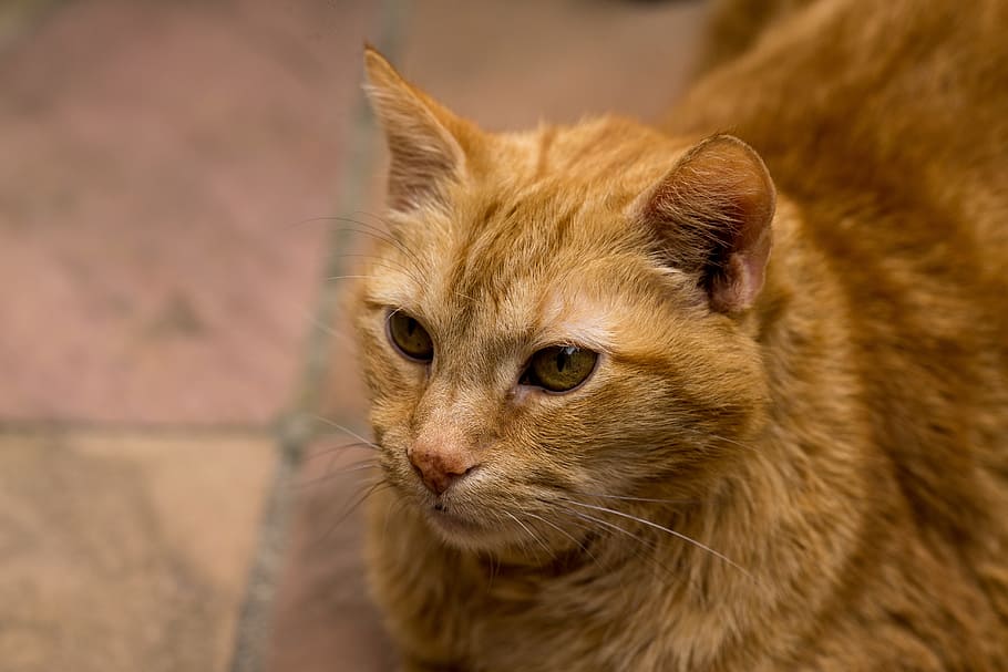 Cat, Pets, Red, Tomcat, red tomcat, one animal, animal themes HD wallpaper