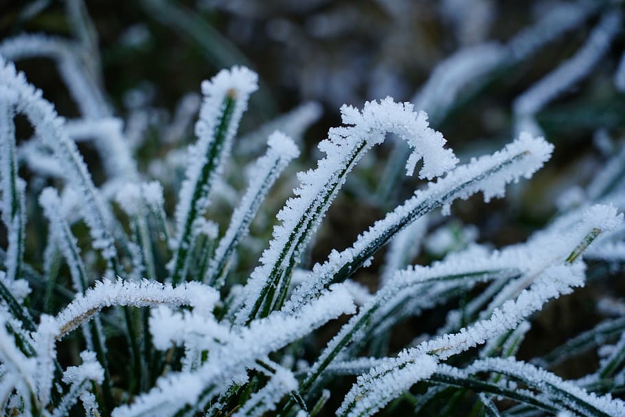 blades of grass, hoarfrost, gas, frozen, icy, winter, cold, HD wallpaper