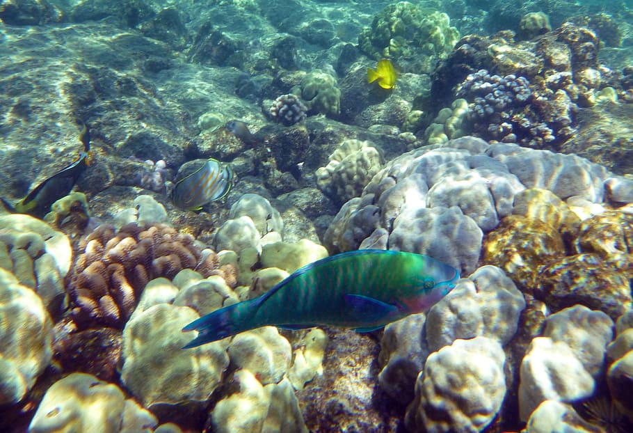 green and blue fish, Rainbow Fish, Ocean, Sea, marine, underwater HD wallpaper