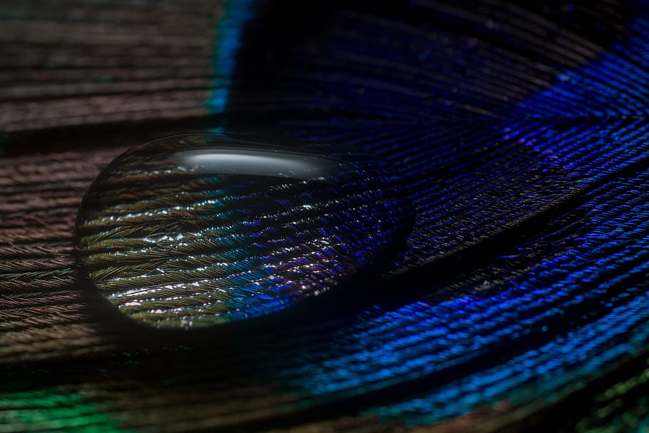 Peacock Feather, Spring, Drip, Macro, nahaufmahme, blue, close-up HD wallpaper