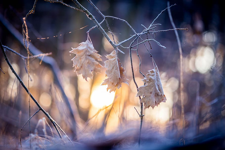 leaf, sunrise, nature, landscape, mood, back light, leaves HD wallpaper