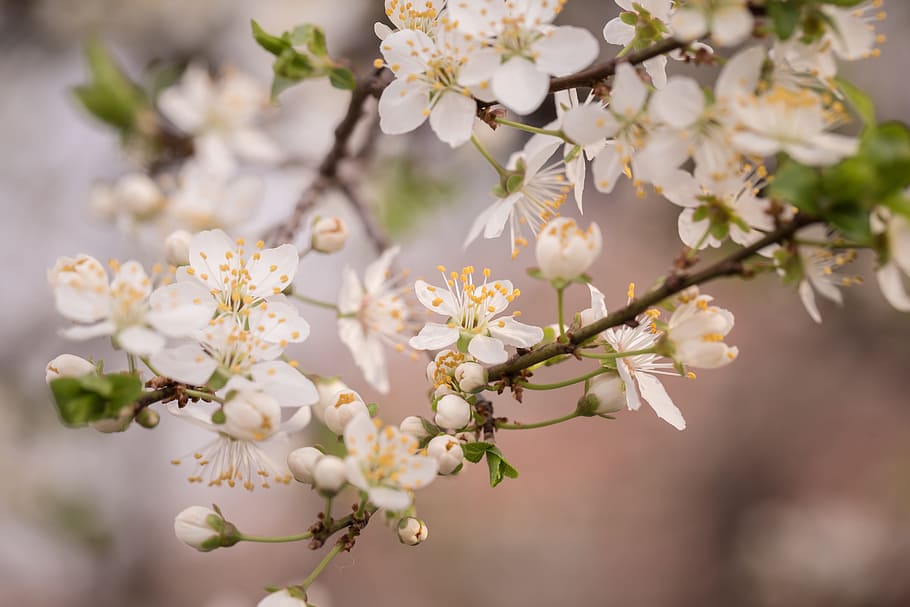 nature, flowers, garden, petals, bloom, blooming, blossom, blur HD wallpaper