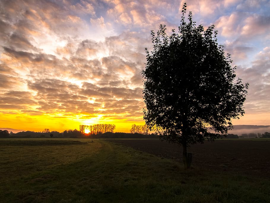 landscape, sunrise, tree, nature, sunset, sky, sunlight, dusk HD wallpaper