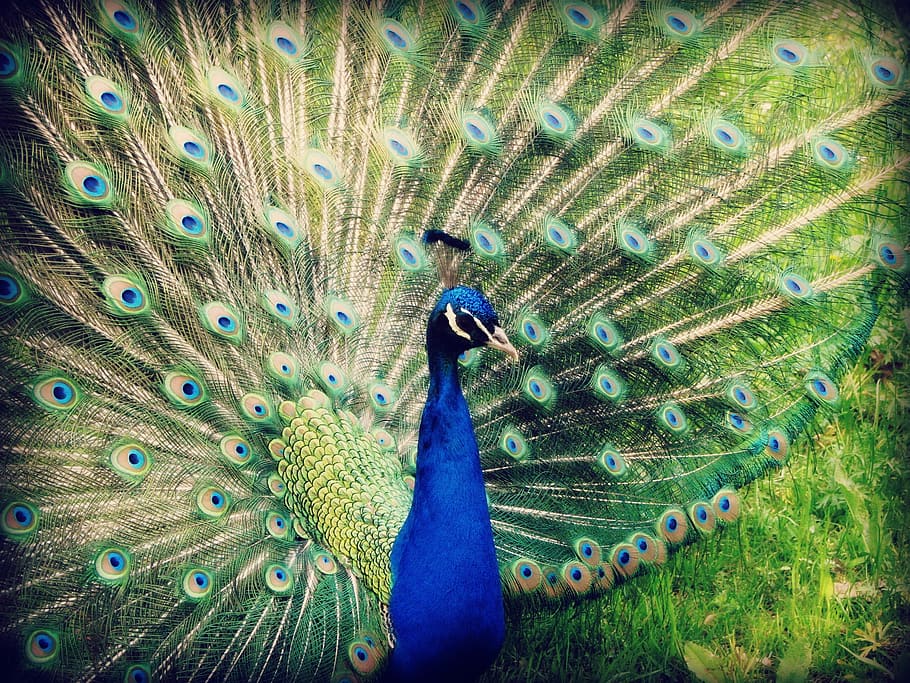 animals, bird, nature, cute, wildlife, zoo, feathers, blue HD wallpaper