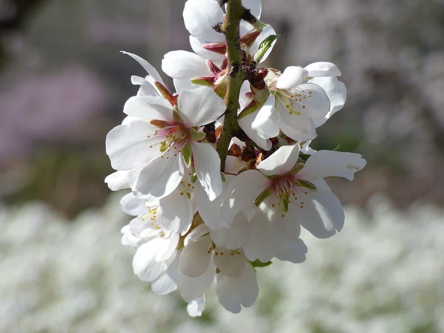 almond tree, almond flower, flowery branch, florir, flowering, HD wallpaper