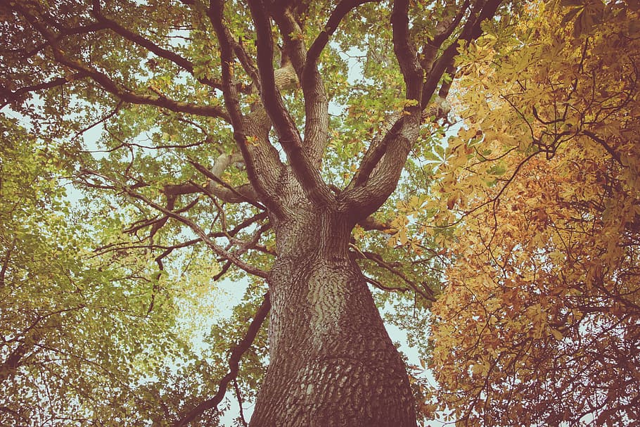 trees, branches, leaves, fall, plant, trunk, tree trunk, low angle view HD wallpaper