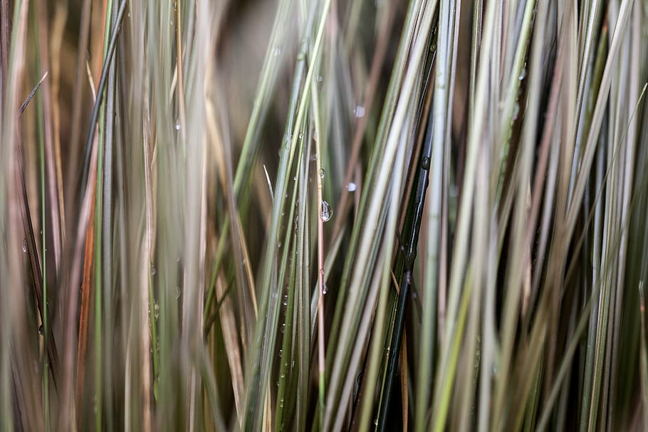 grass, macro, water, dew, autumn, outdoor, drop, wet, full frame HD wallpaper