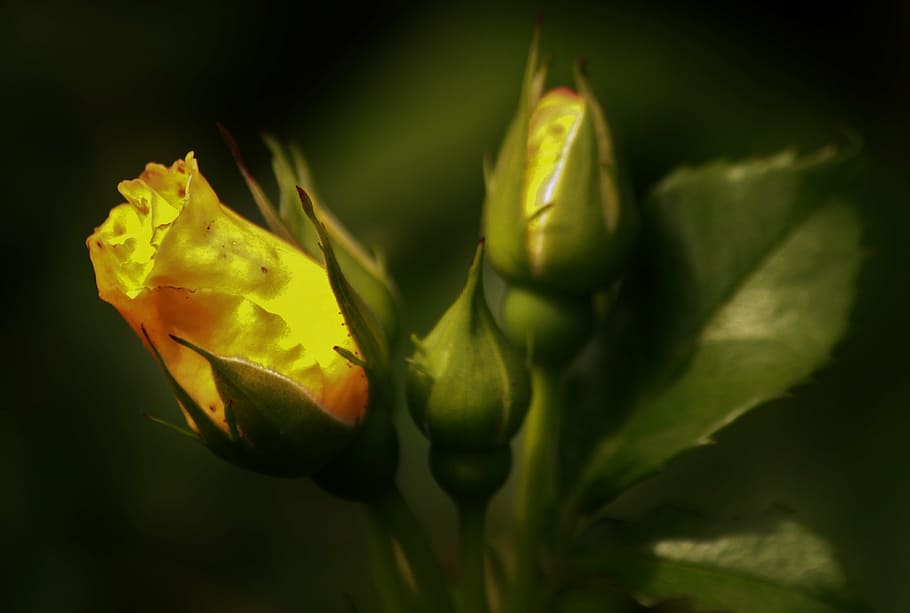 selective close-up photo of yellow rose, rose bloom, rosebud