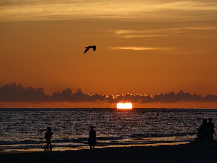 sunset, florida, seagull, evening sky, afterglow, romantic HD wallpaper