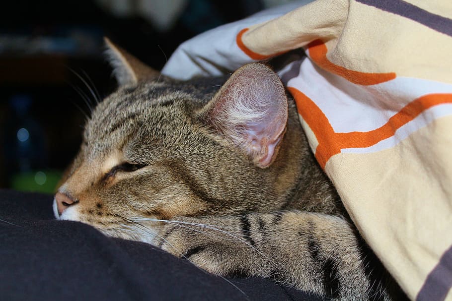 cat, purr, sleep, one animal, pets, mammal, domestic, domestic cat HD wallpaper