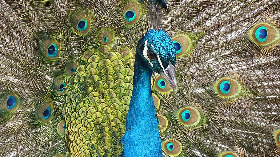 peacock photo, bird, feather, close, color, iridescent, animal themes HD wallpaper