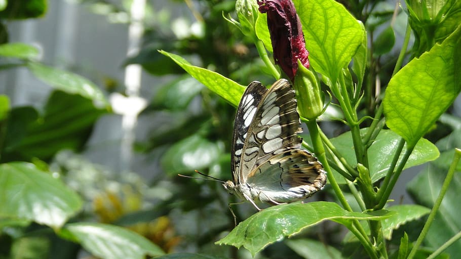 butterfly, nature, insect, animal themes, leaf, plant part HD wallpaper
