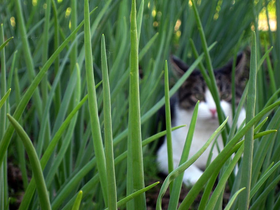 cat, hidden, grass, green, plant, green color, growth, nature HD wallpaper