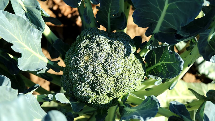 close-up photo of broccoli vegetable, cauliflower, crop, fresh vegetables HD wallpaper