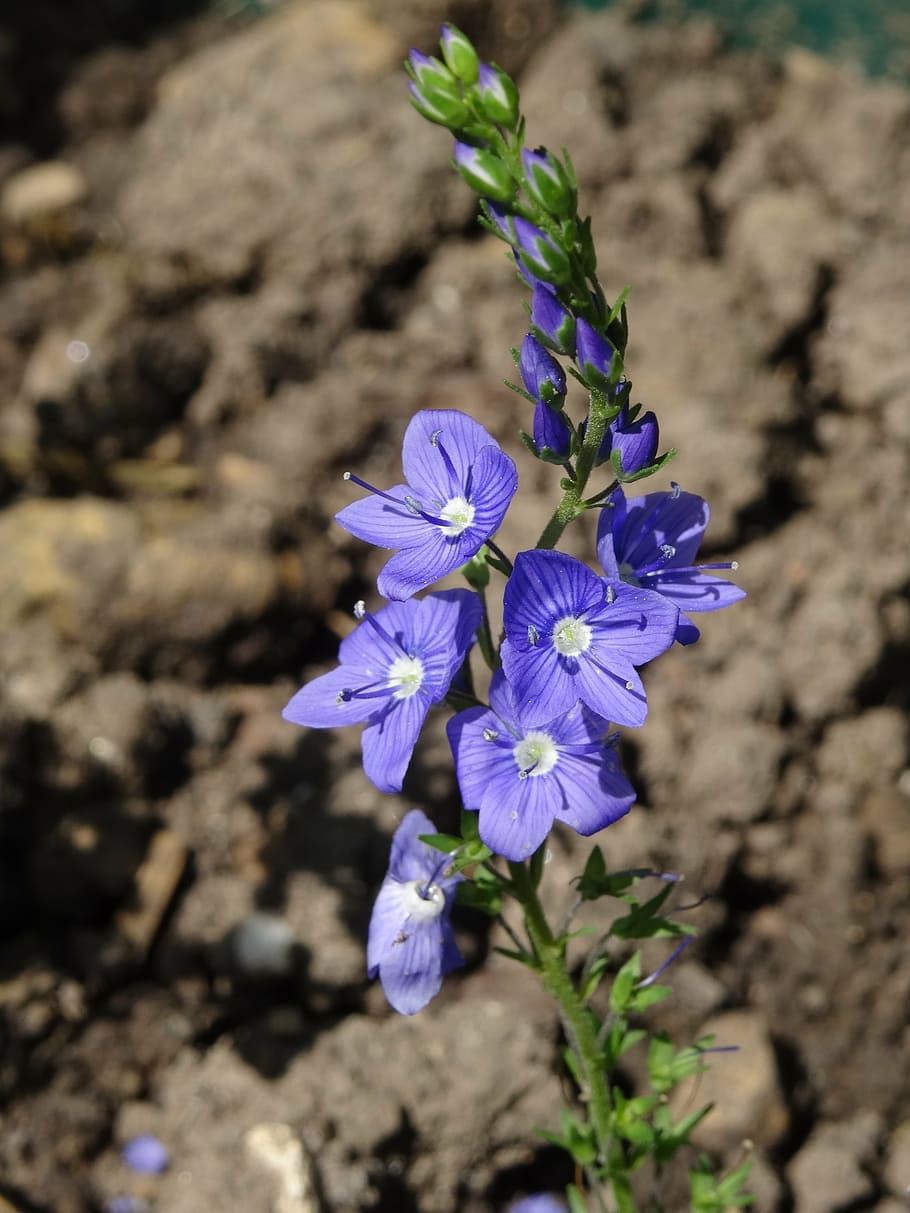 nature, blossom, bloom, spring, honorary award, medicinal herb HD wallpaper