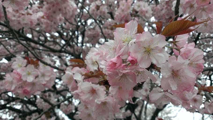 cherry, spring, wild cherry, flower, flowering plant, fragility HD wallpaper