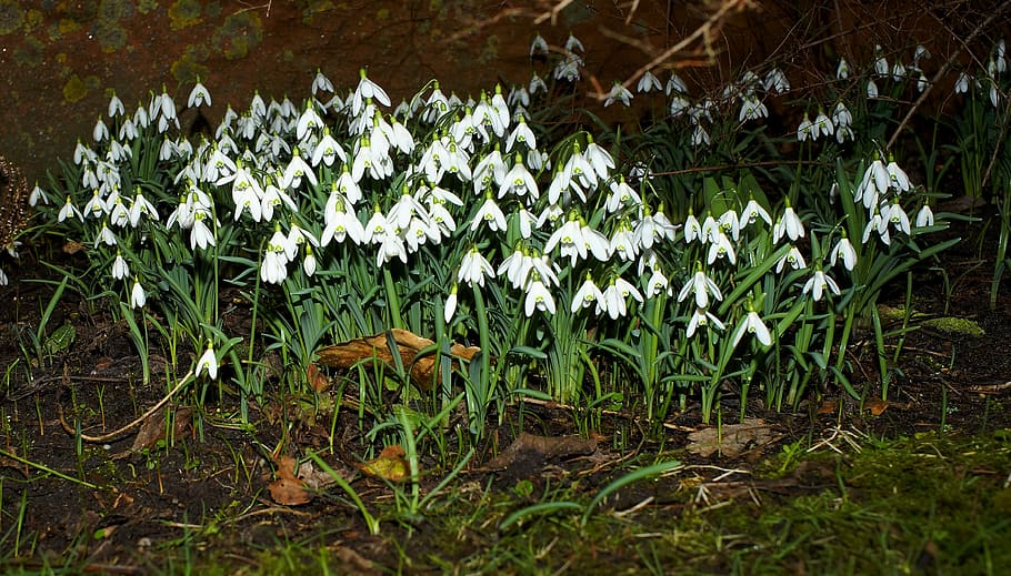 white petaled flowers, snowdrop, spring, spring flowers, early bloomer HD wallpaper