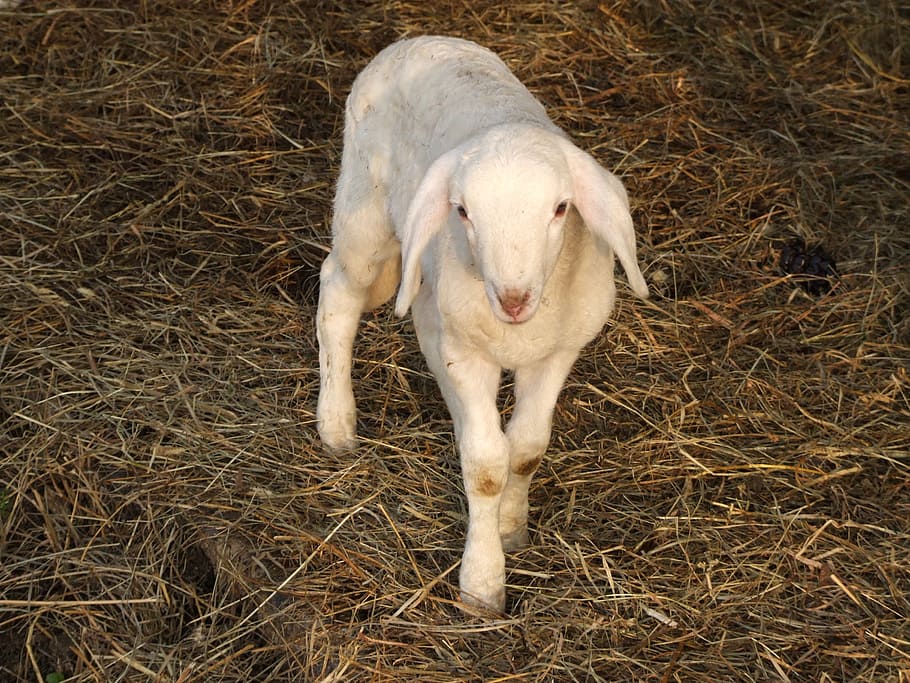 animals, lamb, nature, sheep, farm, agriculture, livestock HD wallpaper