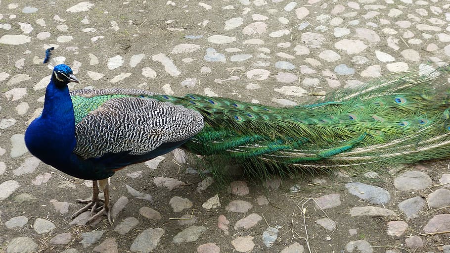 peacock, nature, bird, feather, color, beautiful, wildlife photography HD wallpaper