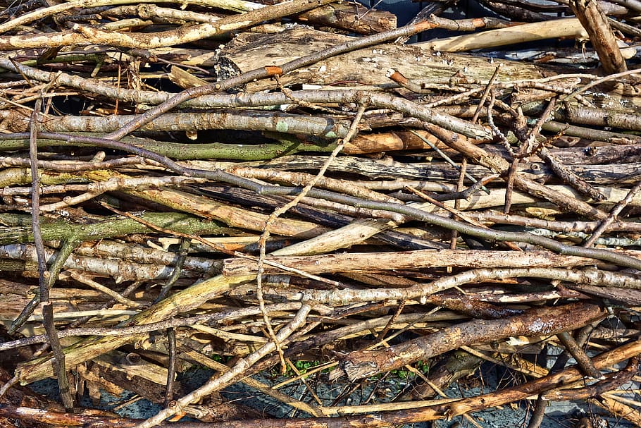 Pile of tree branch, wood stick photo, Stock image