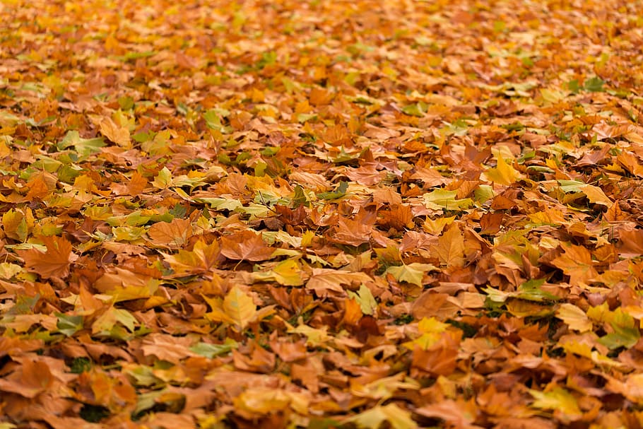 close-up of brown dried leaves, maple, acer, ground, fall, autumn, HD wallpaper