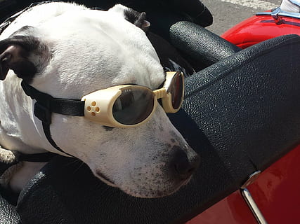 HD wallpaper: dog, glasses, funny, animal, pet, drive, travel, retro, pets  | Wallpaper Flare