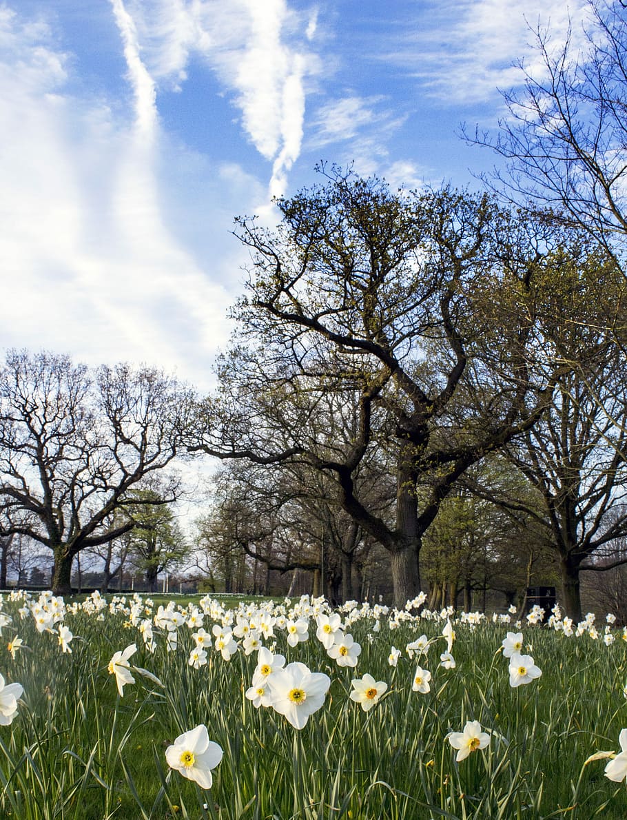Daffodil, Flower, Bed, Spring, Landscape, easter, green, narcissus HD wallpaper