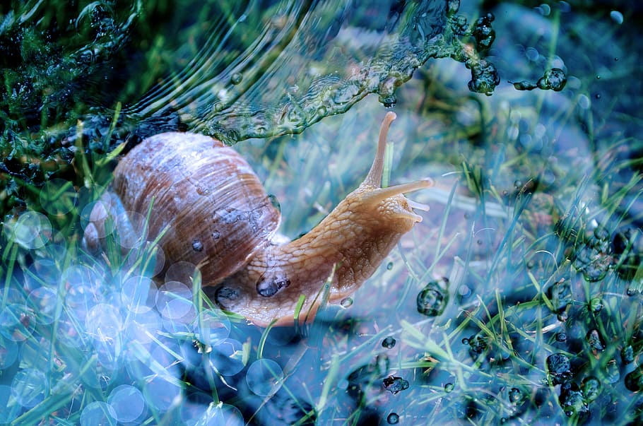 snail, shell, animal, slowly, mollusk, water, nature, underwater HD wallpaper