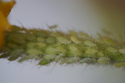 pests, lice, aphids, vermin, branch, infestation, lice infestation HD wallpaper