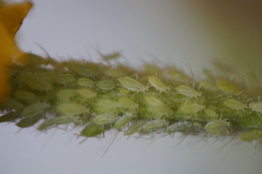 pests, lice, aphids, vermin, branch, infestation, lice infestation HD wallpaper