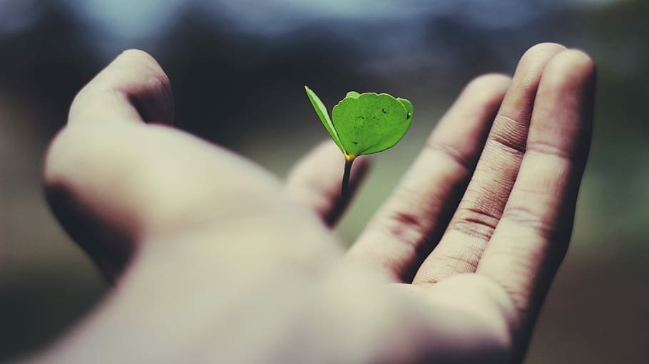 floating green leaf plant on person's hand, selective focus photo of green leaf plant on human palm HD wallpaper