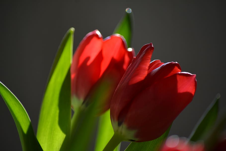 tulip, nature, flower, back light, red, plant, petal, growth HD wallpaper