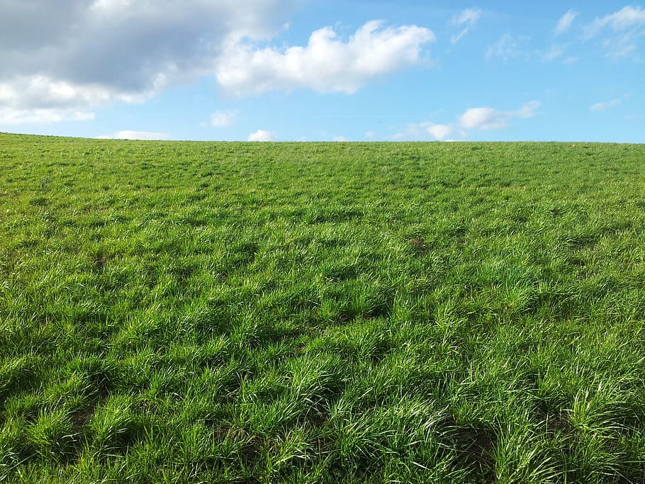 Meadow, Clouds, Landscape, nature, grass, field, blue, sky HD wallpaper