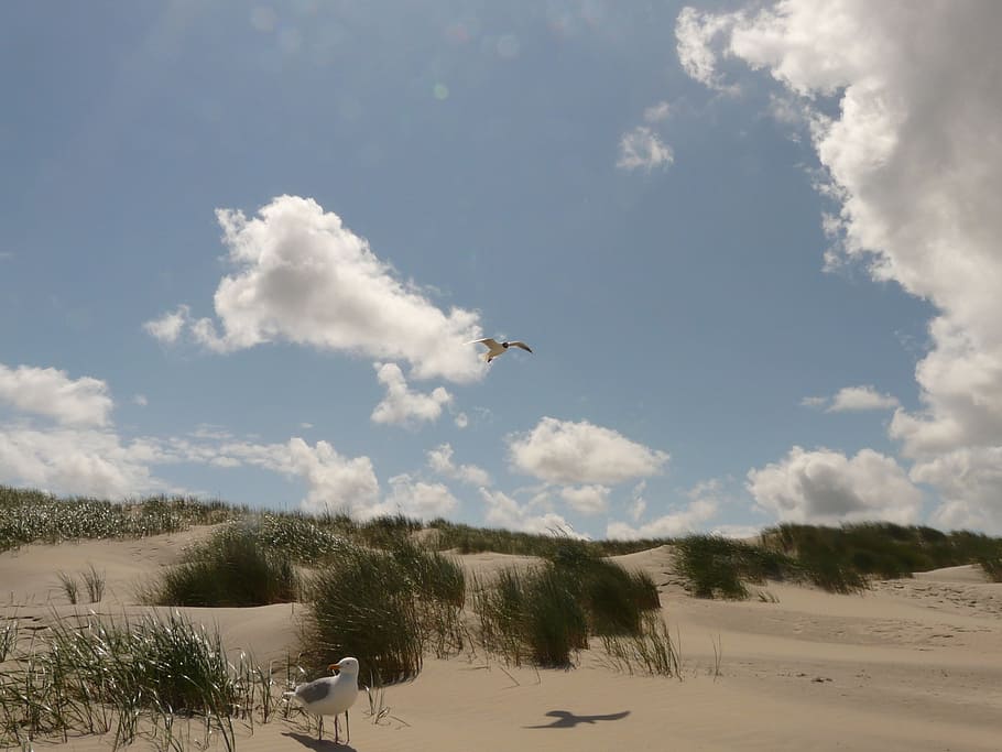 Black Headed Gull, Fly, Flight, Sky, sail, top, seagull, bird HD wallpaper
