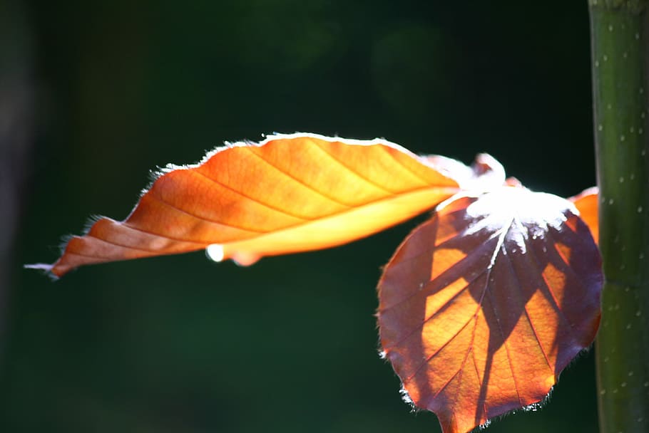 copper beech, leaves, tree, leaf, nature, autumn, yellow, season, HD wallpaper