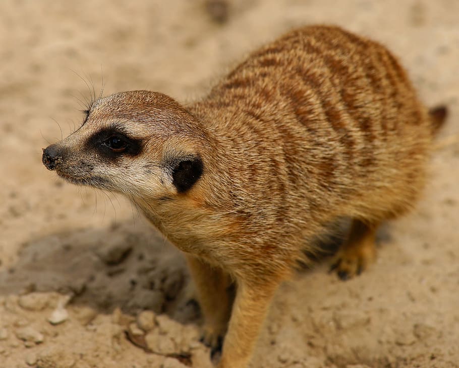 brown fur animal, meerkat, curious, attention, vigilant, mammal, HD wallpaper