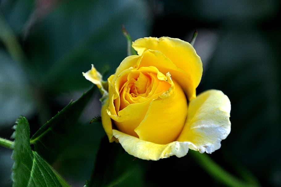 Yellow, Macro, rose, flower, petal, freshness, nature, fragility HD wallpaper