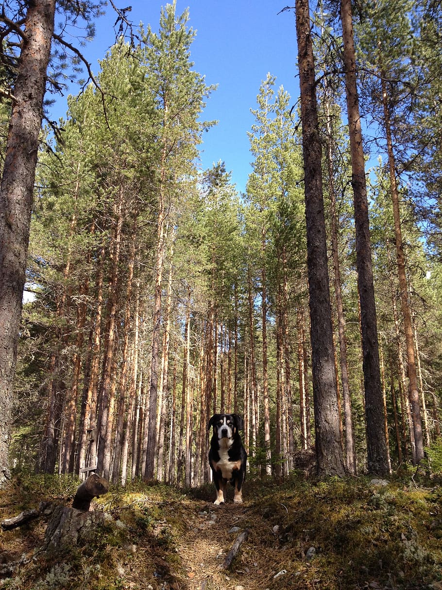 forest, dog, nature, tree, plant, one animal, animal themes HD wallpaper