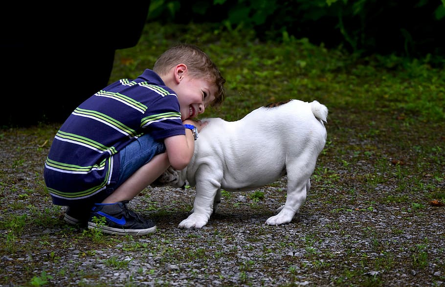 Kid playing with Dog, child, doggie, pet, public domain, puppy, HD wallpaper