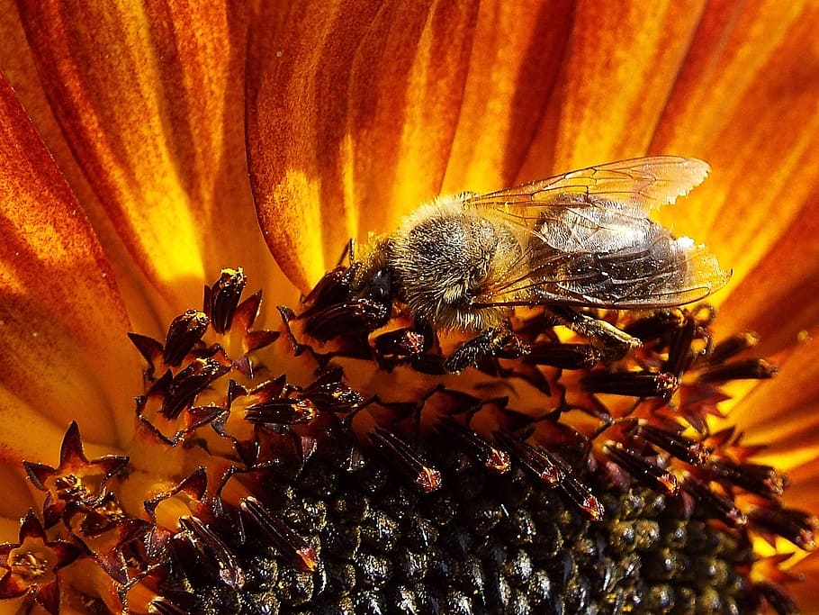 bee, sunflower, insect, invertebrate, animals in the wild, animal themes HD wallpaper