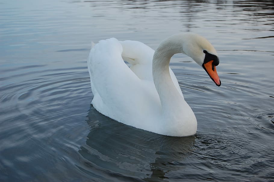 Swan, Lake, Nature, Water, Fidelity, tenderness, white swan, HD wallpaper
