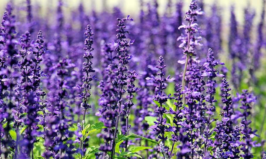 bed of lavander plant, lavender, flowers, purple flowers, blue flowers