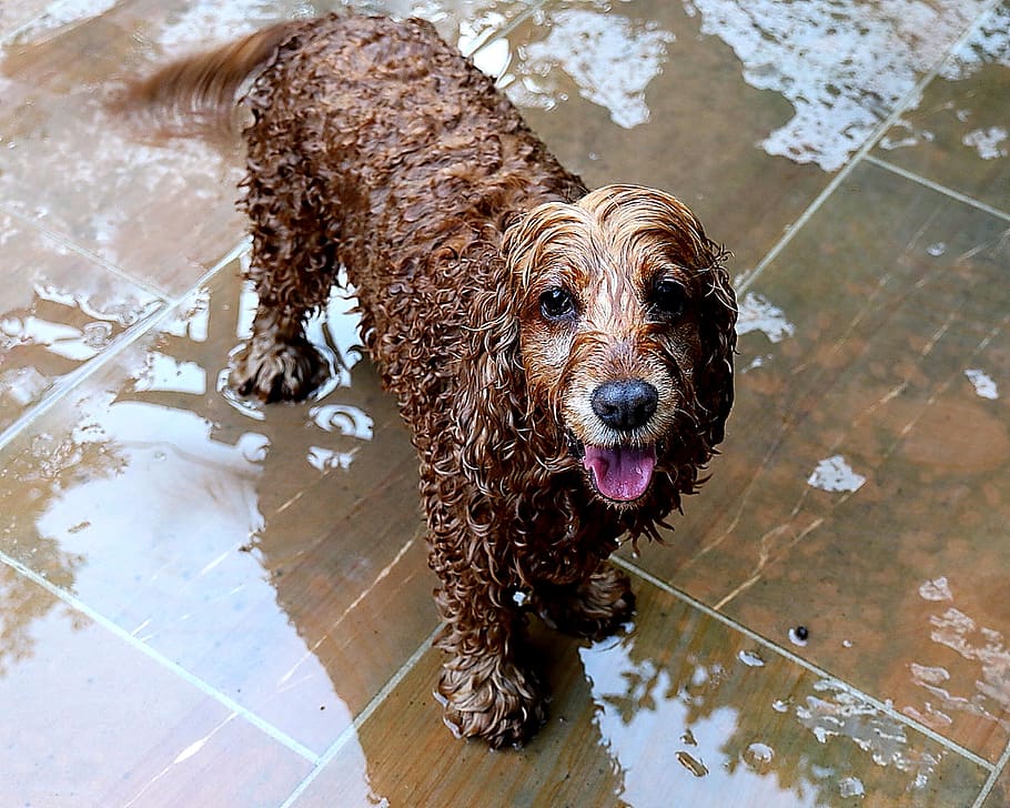 dog, wet, swim, fun, pets, domestic, canine, animal themes, HD wallpaper