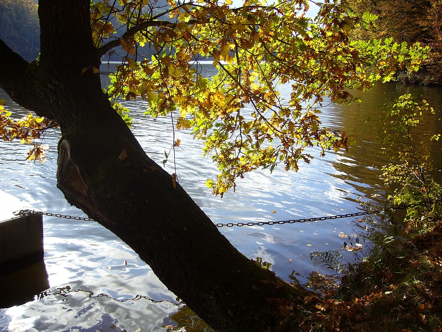 dam, kriebstein, autumn, nature, tree, water, outdoors, forest HD wallpaper
