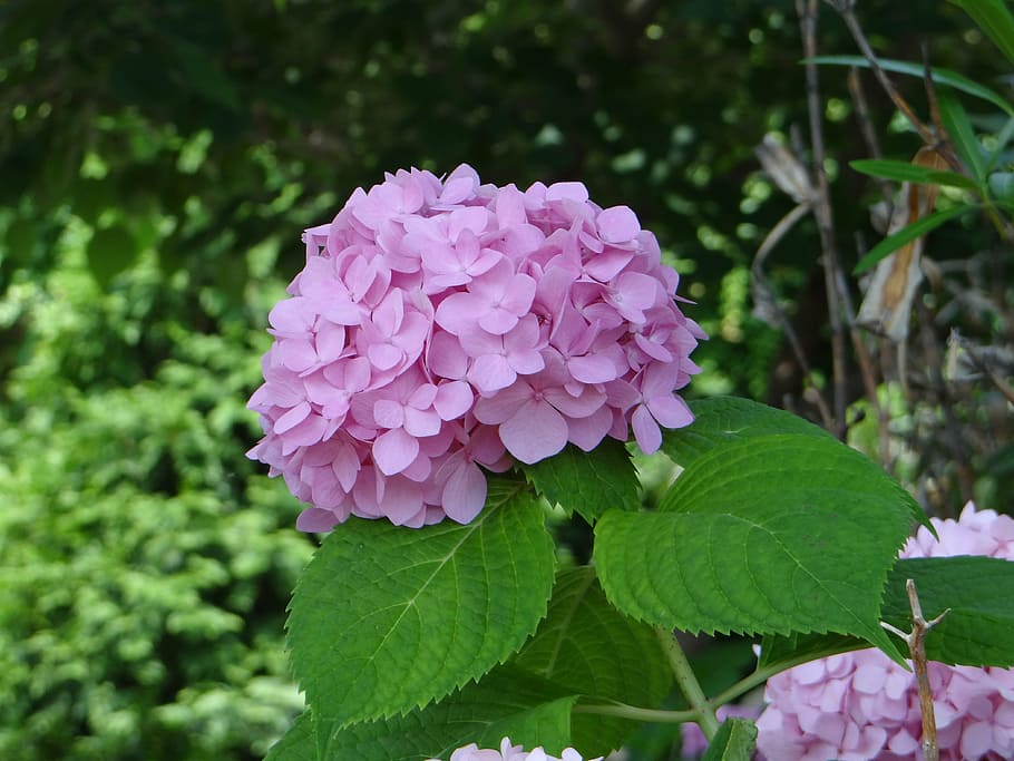 pink hydrangea, plants, flower, nature, flora, botanical, spring HD wallpaper